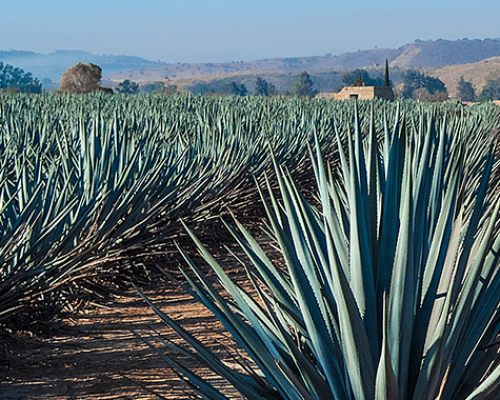 02_img_productor_agave-min